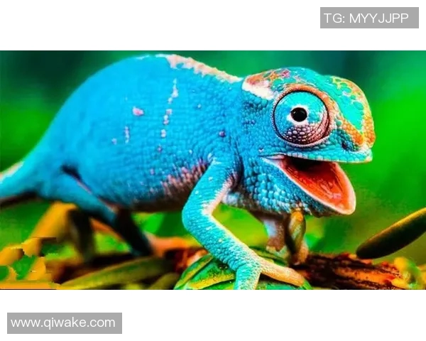 世界足球明星的绝招揭秘如何在绿茵场上创造奇迹与精彩瞬间